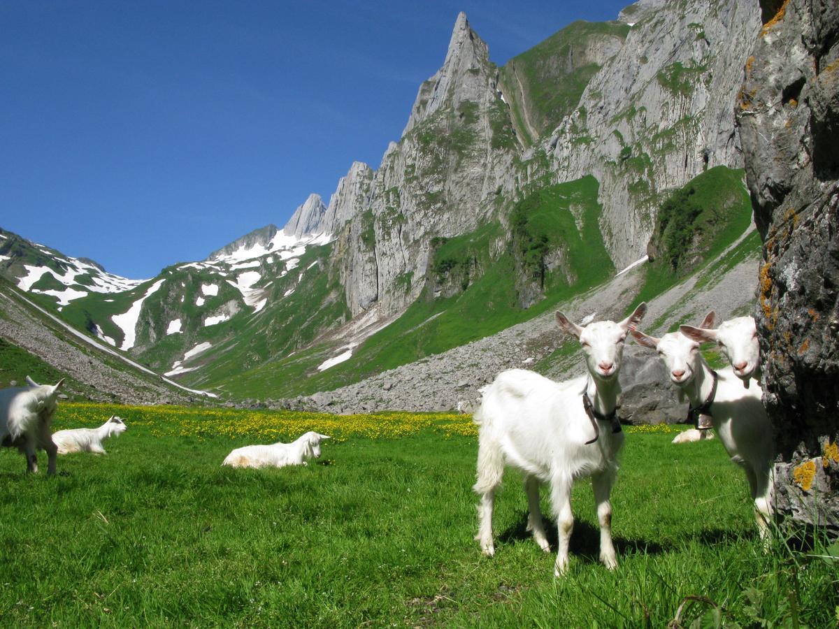 Hotel Landhaus Saentis Херизау Экстерьер фото